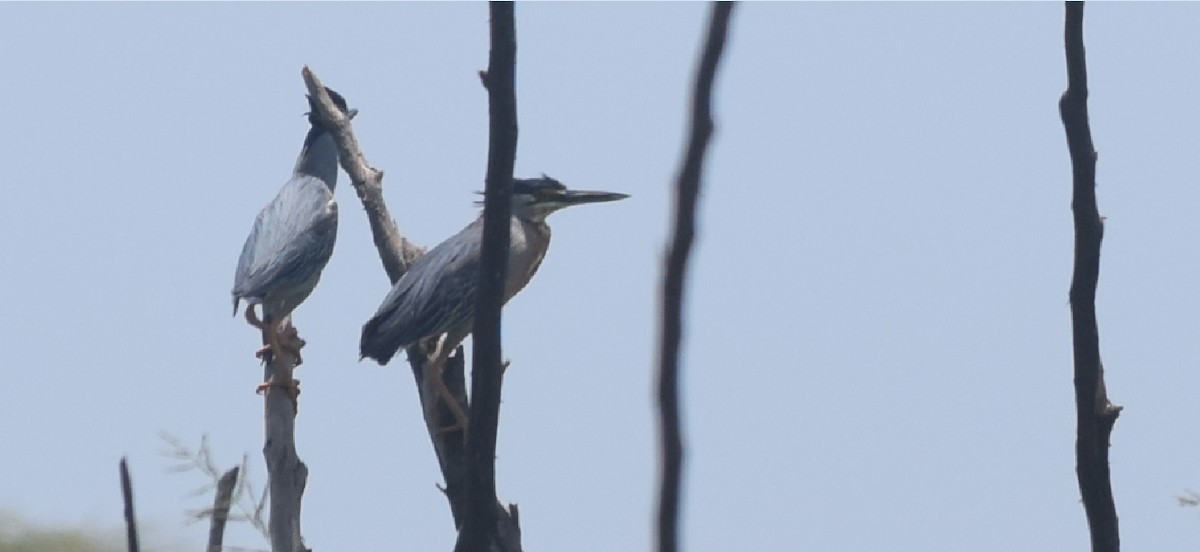 Striated Heron - ML91871771