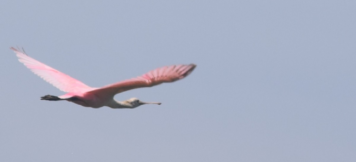 Roseate Spoonbill - ML91872171