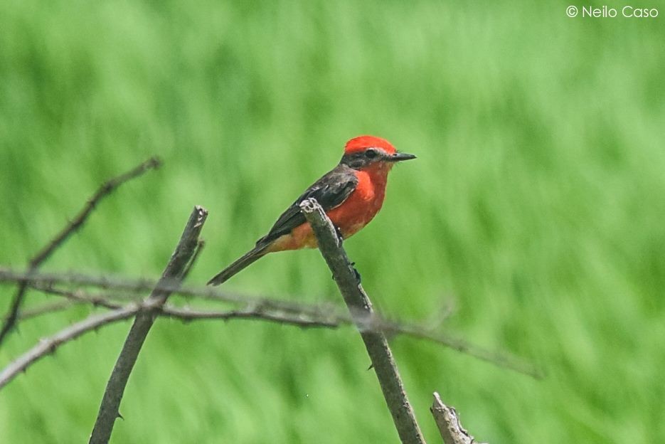 Vermilion Flycatcher - ML91874141