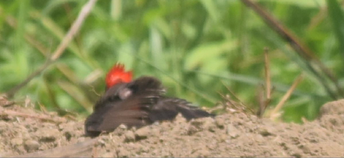 Vermilion Flycatcher - Alfredo Marín