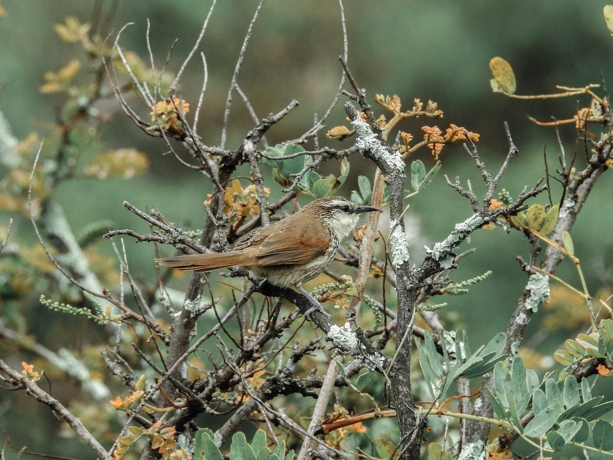 Great Spinetail - ML91874551
