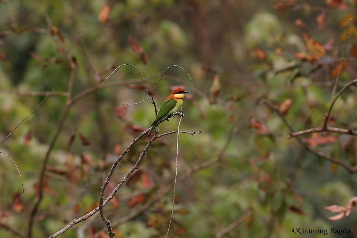 Chestnut-headed Bee-eater - ML91875561