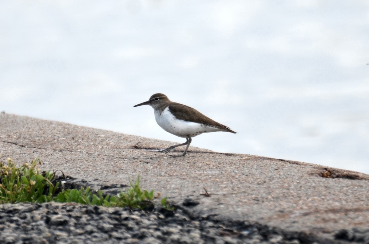 Spotted Sandpiper - ML91875751