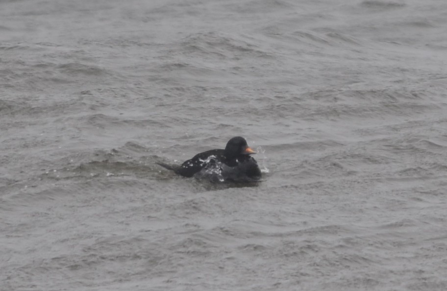 Common Scoter - Nikolaj Mølgaard Thomsen