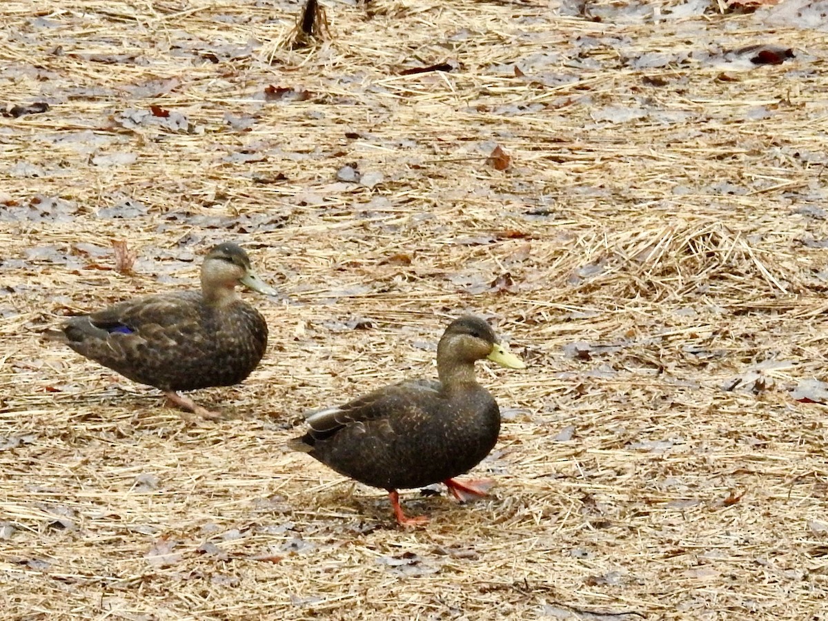 American Black Duck - ML91877961