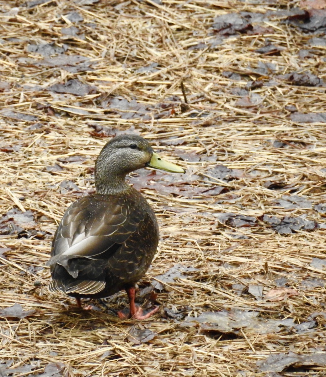 Canard noir - ML91877981