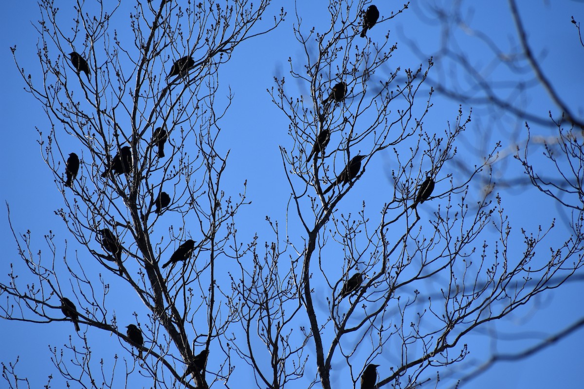 Red-winged Blackbird - ML91880111