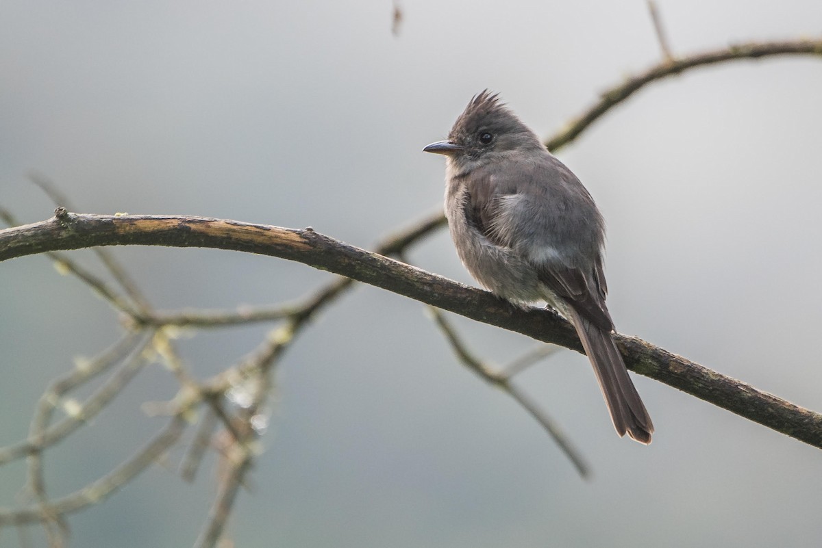 Smoke-colored Pewee - Ragupathy Kannan
