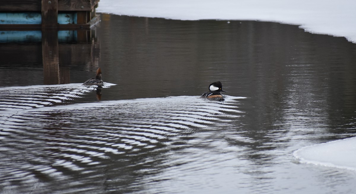 Hooded Merganser - Angela Neilson