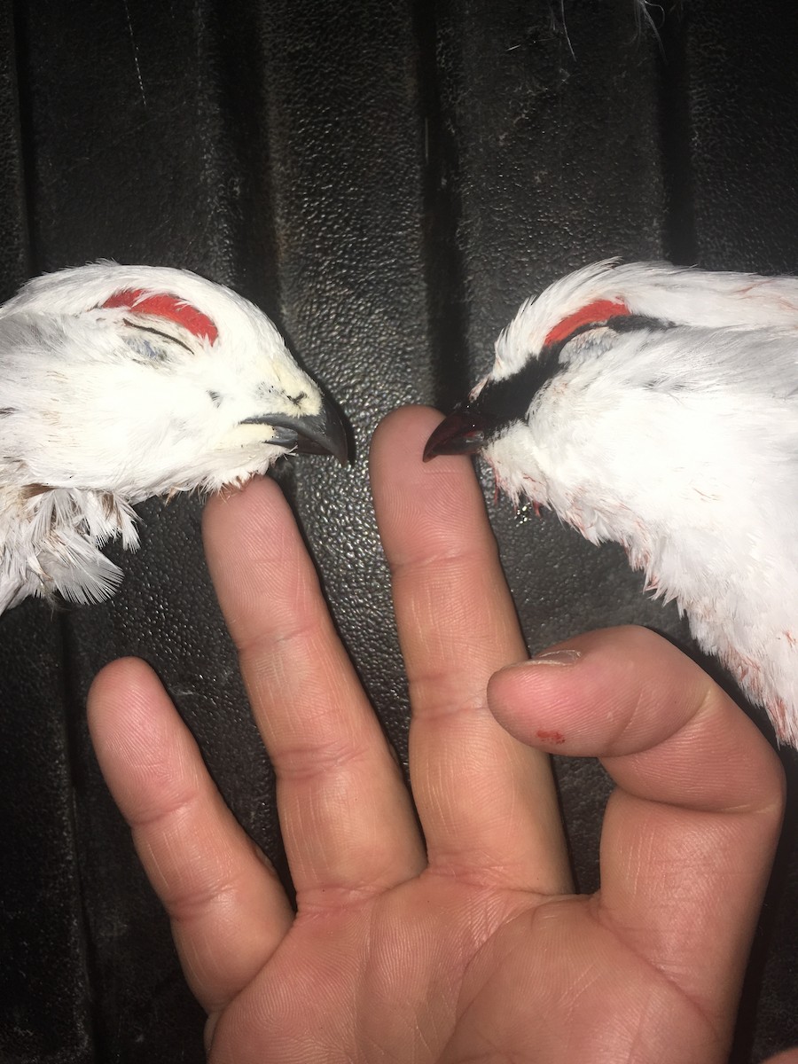 Willow Ptarmigan - Danny Hernandez