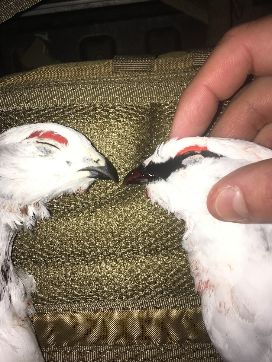 Rock Ptarmigan - Danny Hernandez