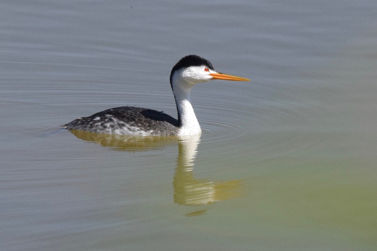 Clark's Grebe - Owen Strickland