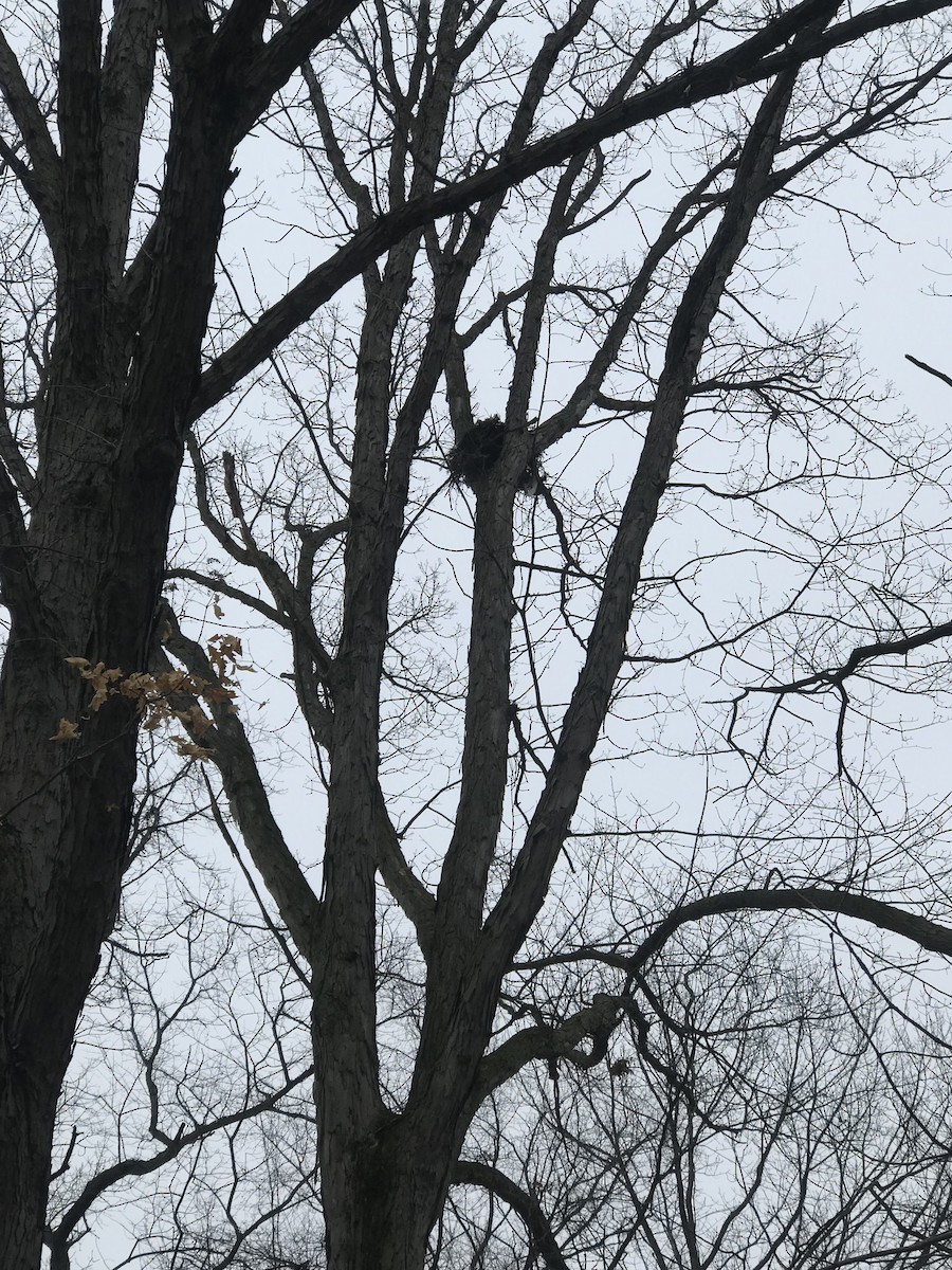 Red-shouldered Hawk - ML91885011