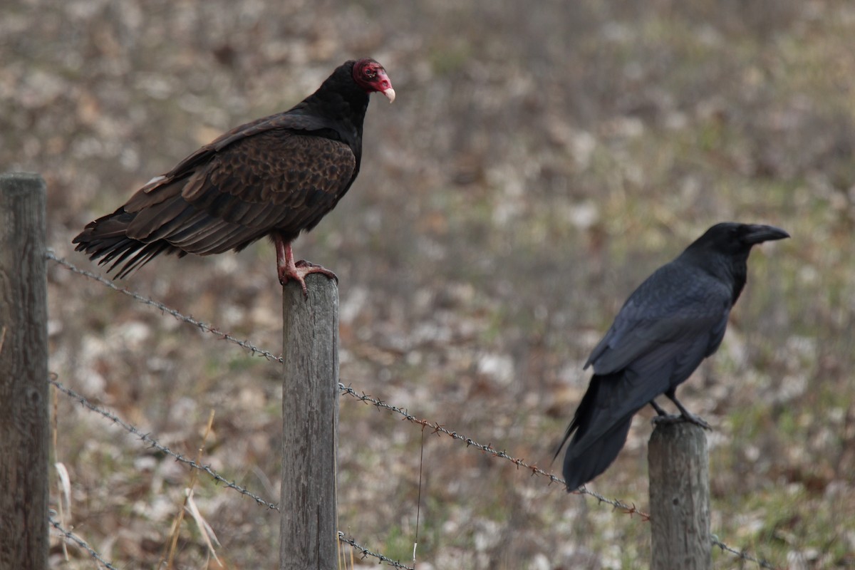 Turkey Vulture - Tonette McEwan