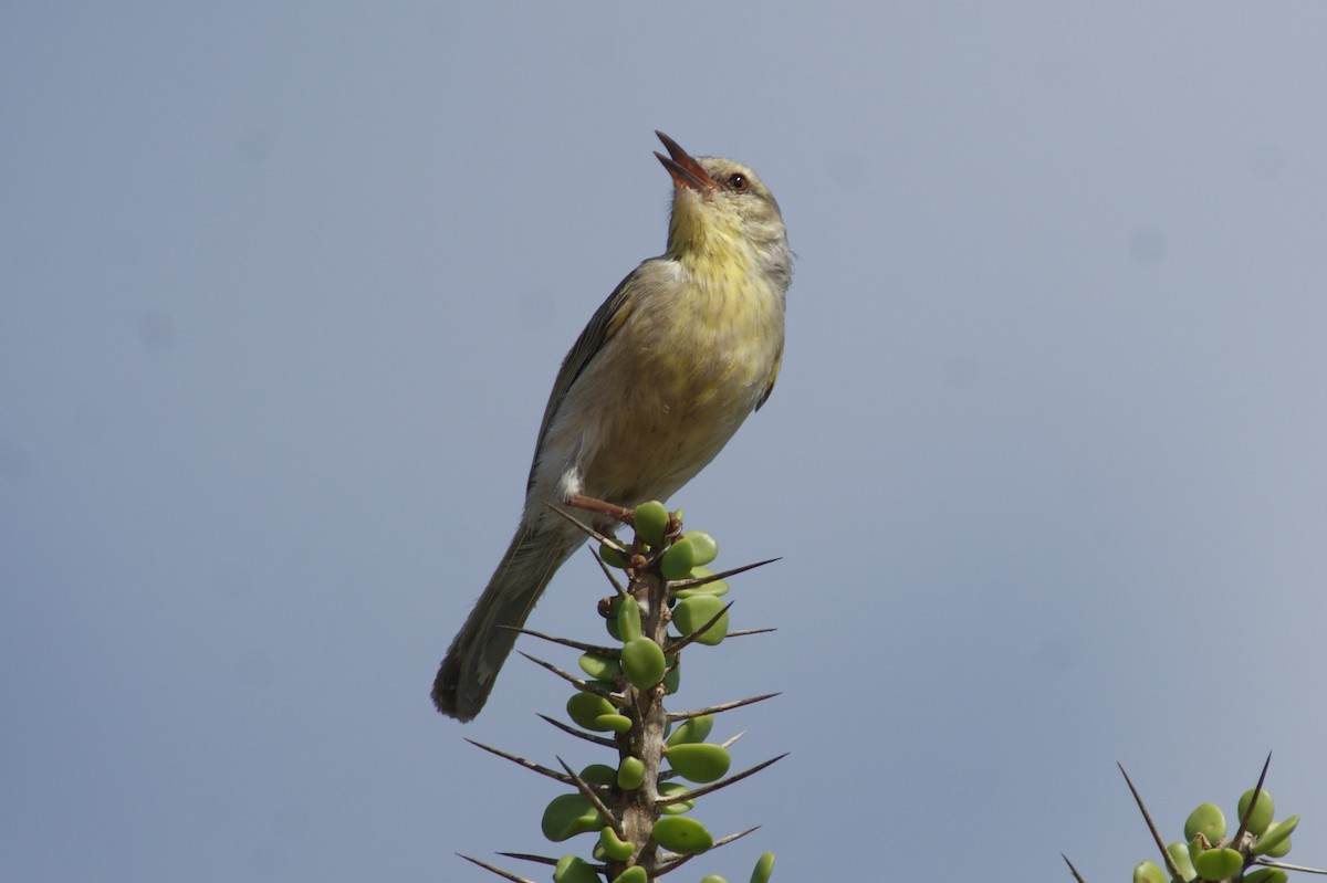 Stripe-throated Jery - Ethan Kistler