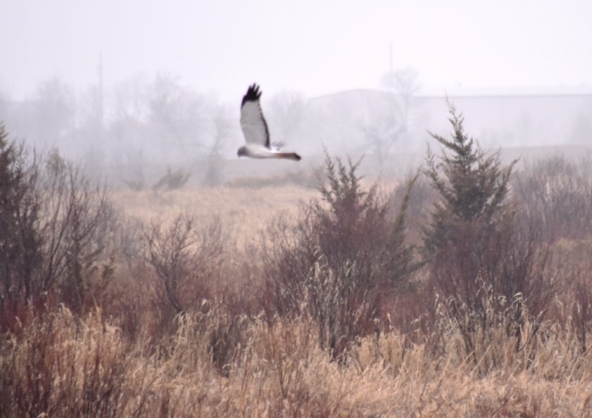 Northern Harrier - ML91887601