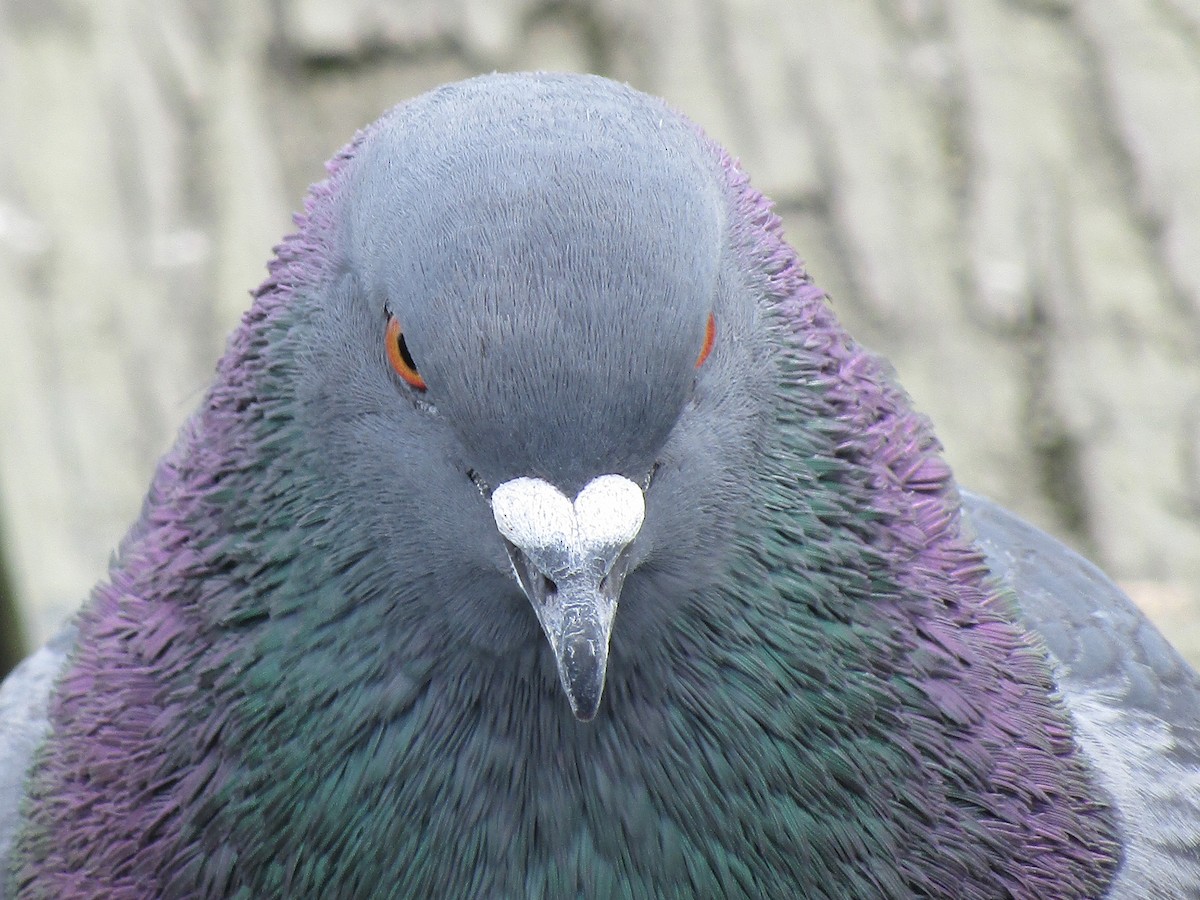 Rock Pigeon (Feral Pigeon) - ML91889611