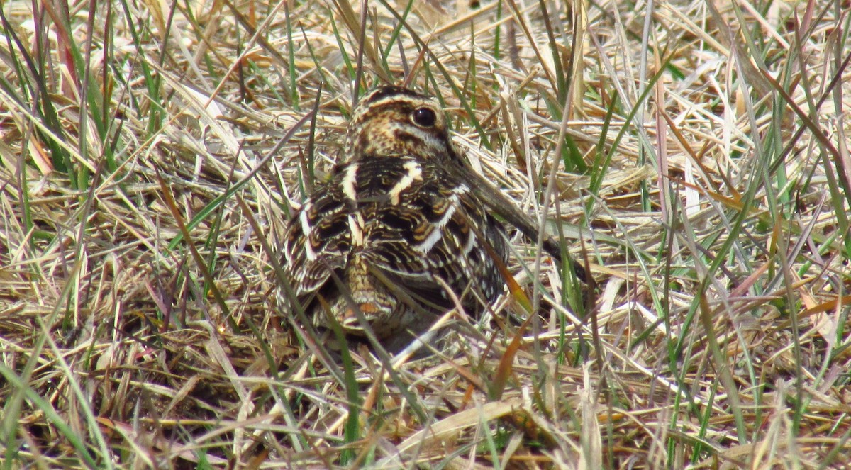 Wilson's Snipe - ML91890891