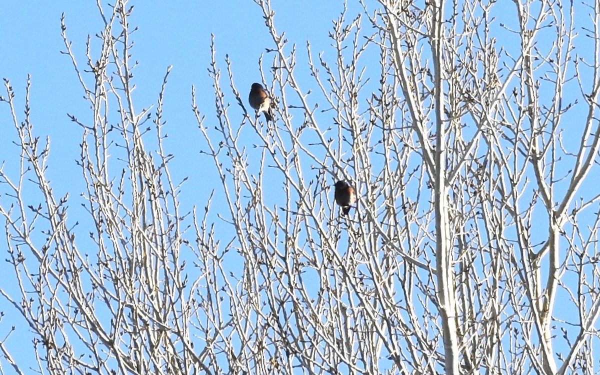 Western Bluebird - ML91891031