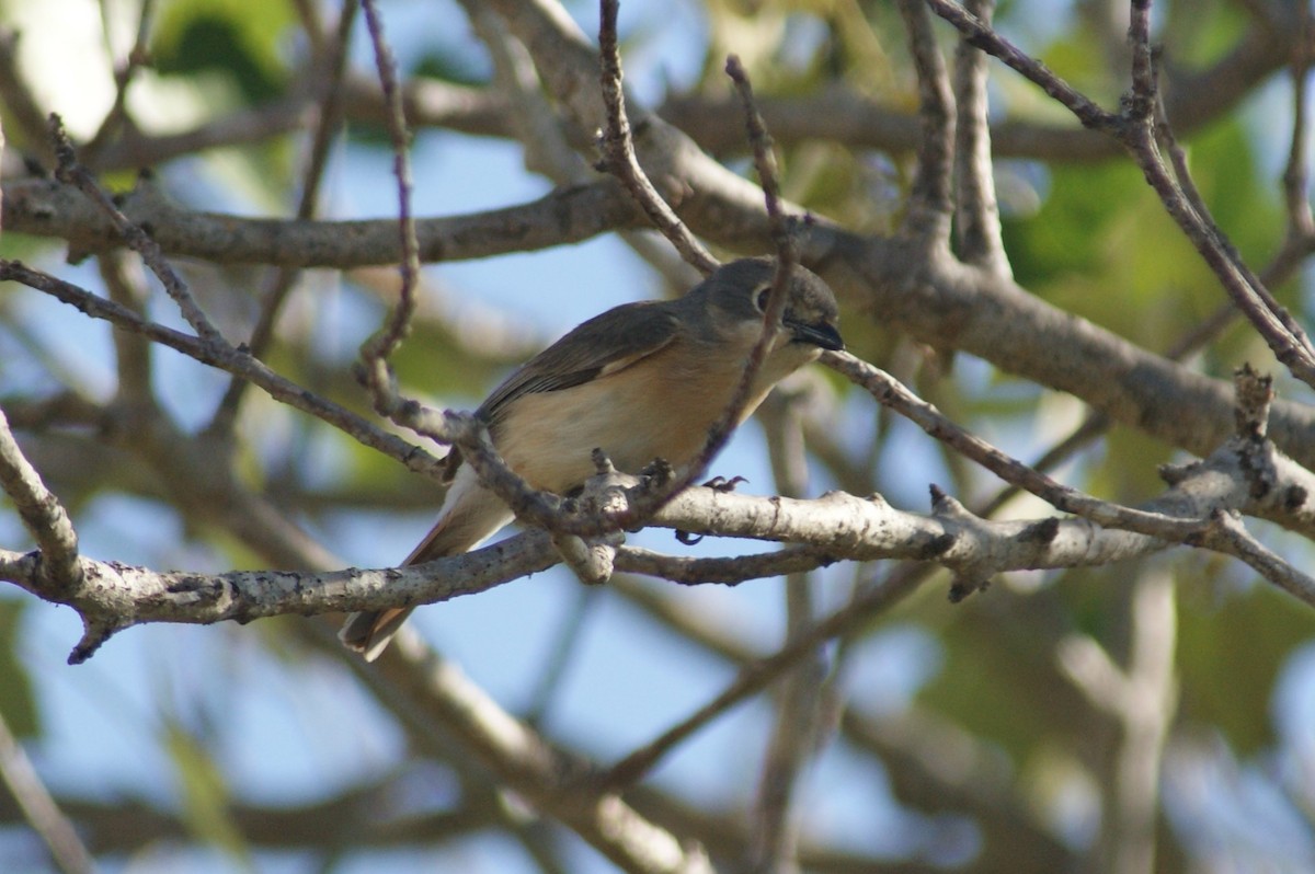 Red-tailed Vanga - Ethan Kistler