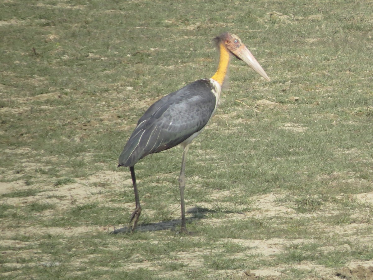 Lesser Adjutant - ML91893391