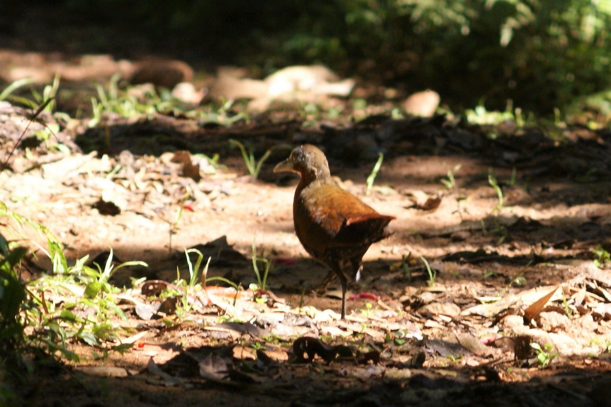 Madagascar Forest Rail - ML91896001