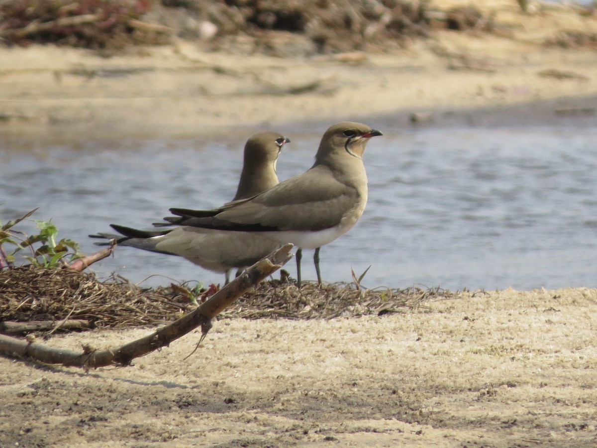 Collared Pratincole - Billi Krochuk