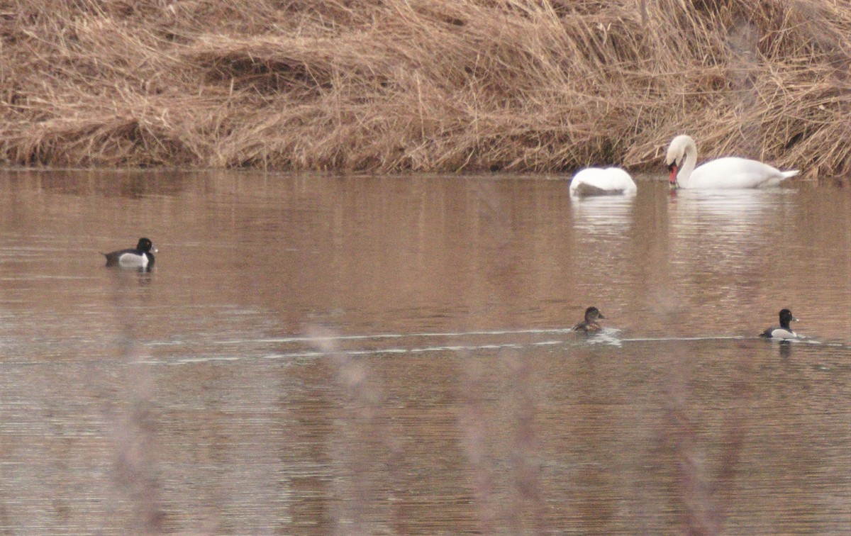 Ring-necked Duck - ML91898121