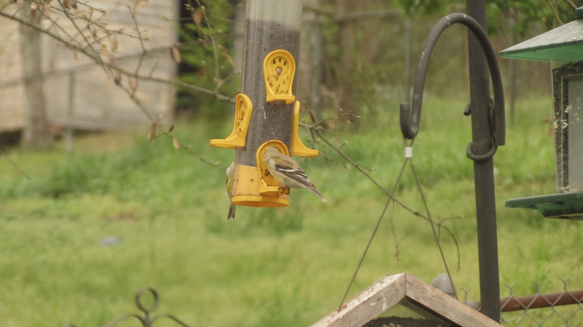 American Goldfinch - ML91898561