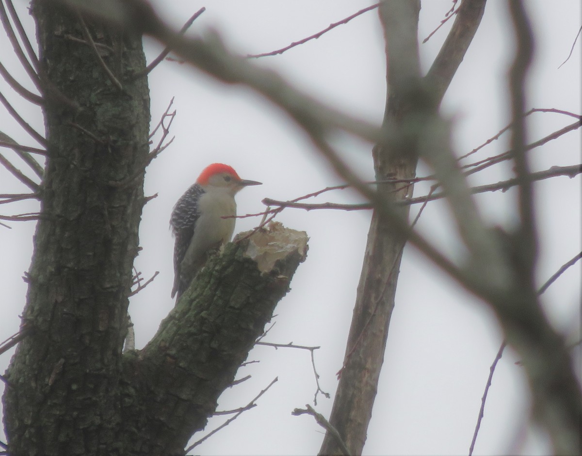 Red-bellied Woodpecker - ML91898731
