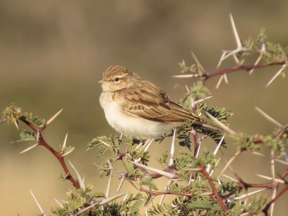 Fawn-colored Lark (Fawn-colored) - Billi Krochuk