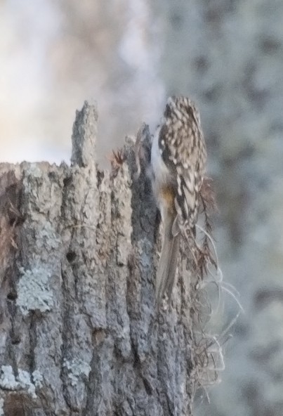 Brown Creeper - Liam Wolff