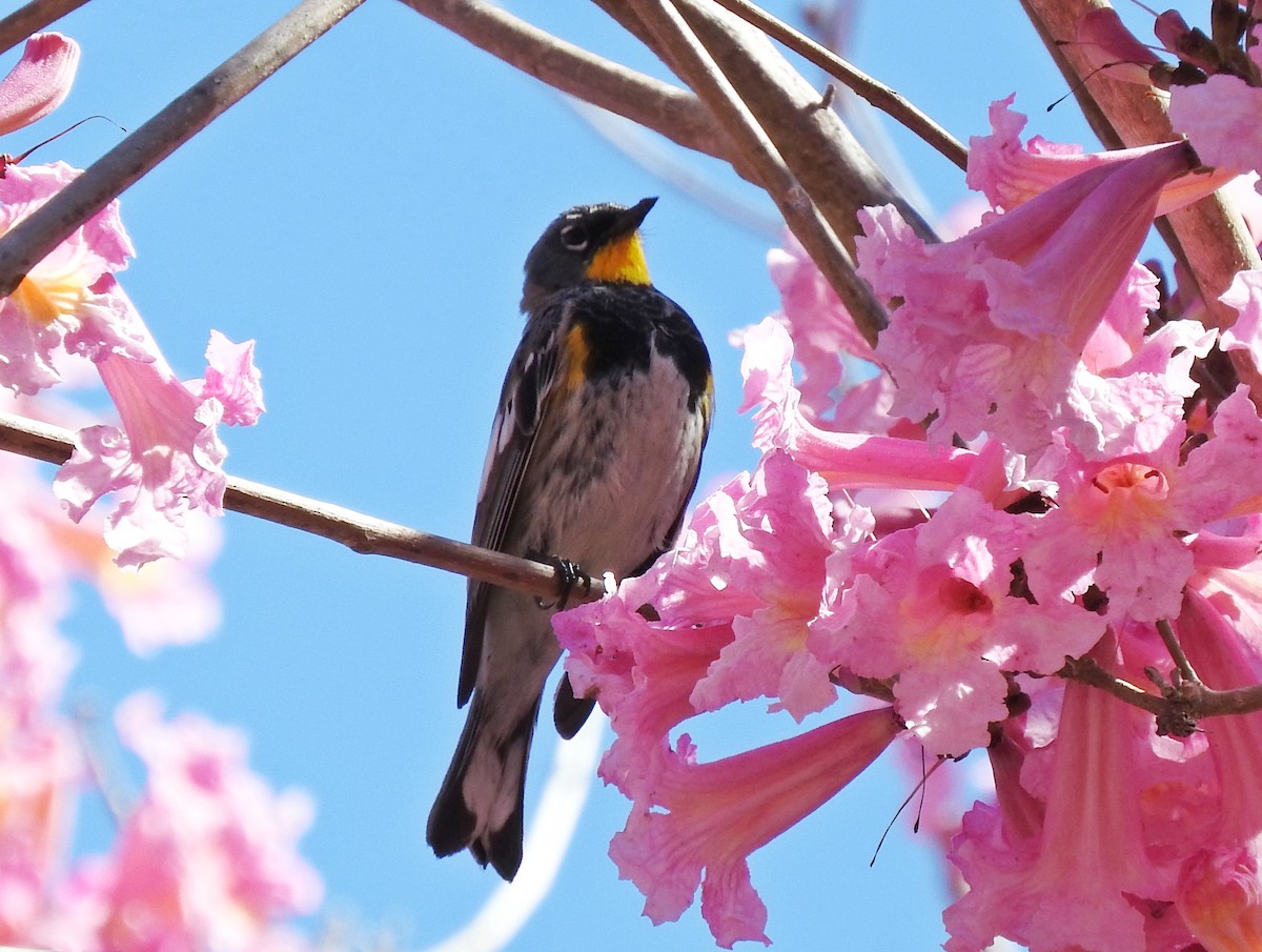 Yellow-rumped Warbler - ML91903571
