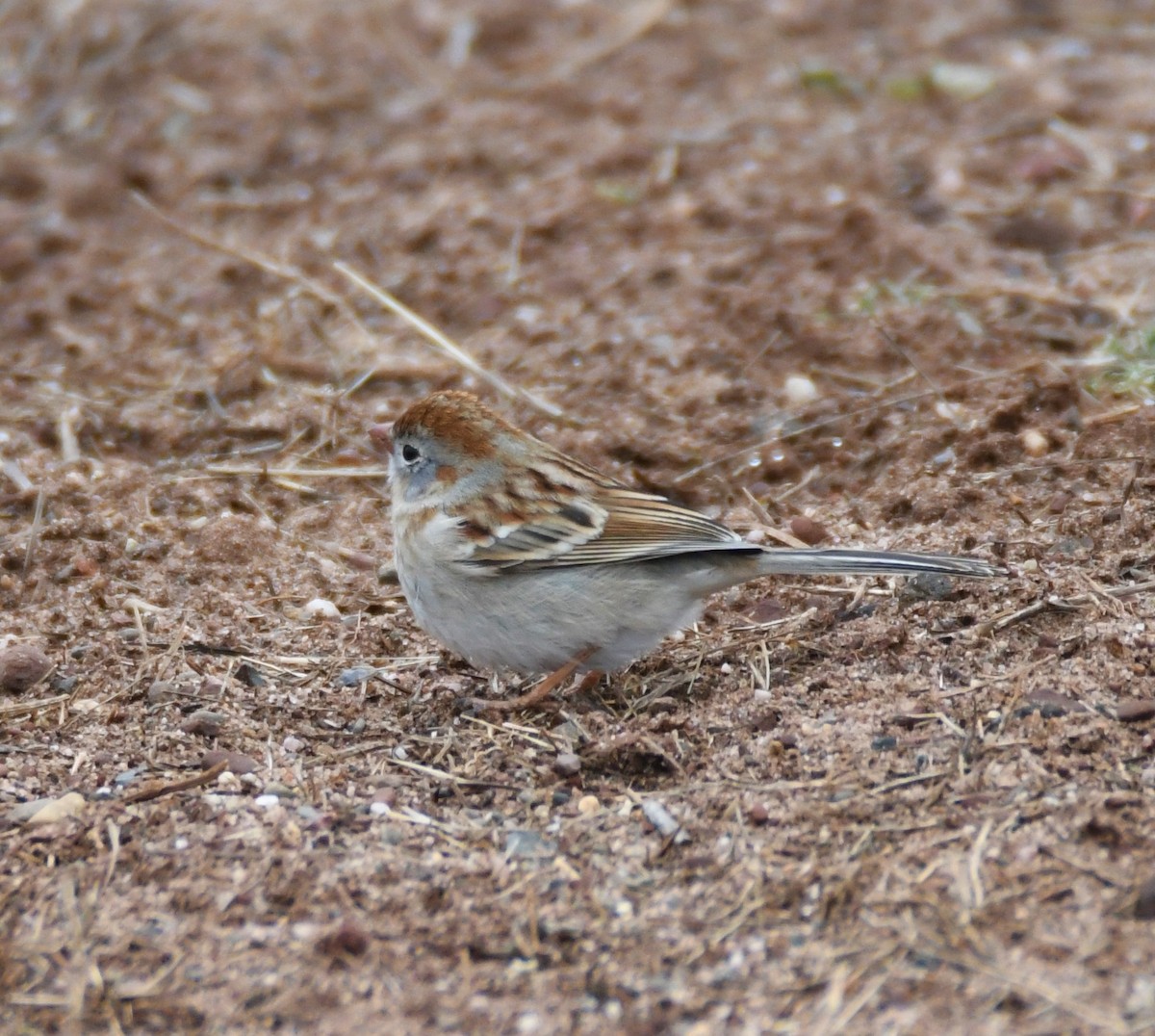 Field Sparrow - ML91906301