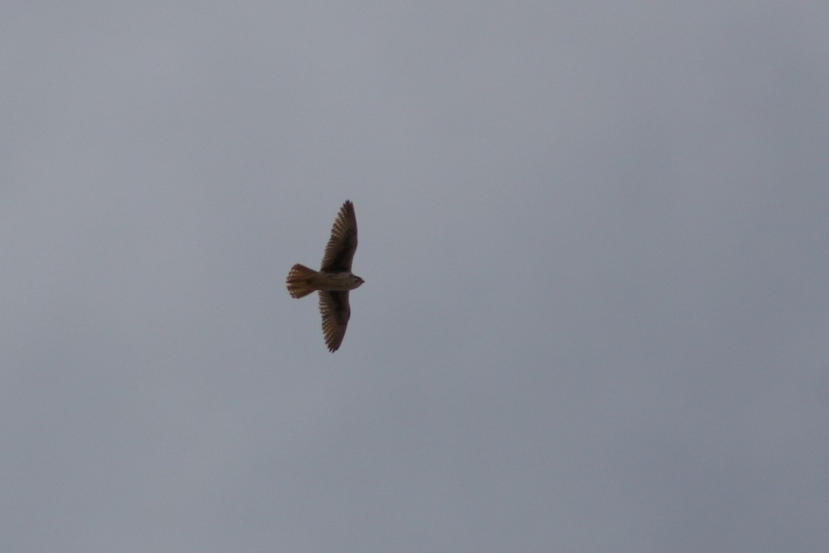 Prairie Falcon - ML91910841