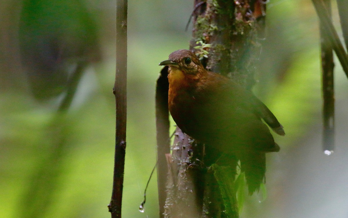 Middle American Leaftosser - Timo Mitzen