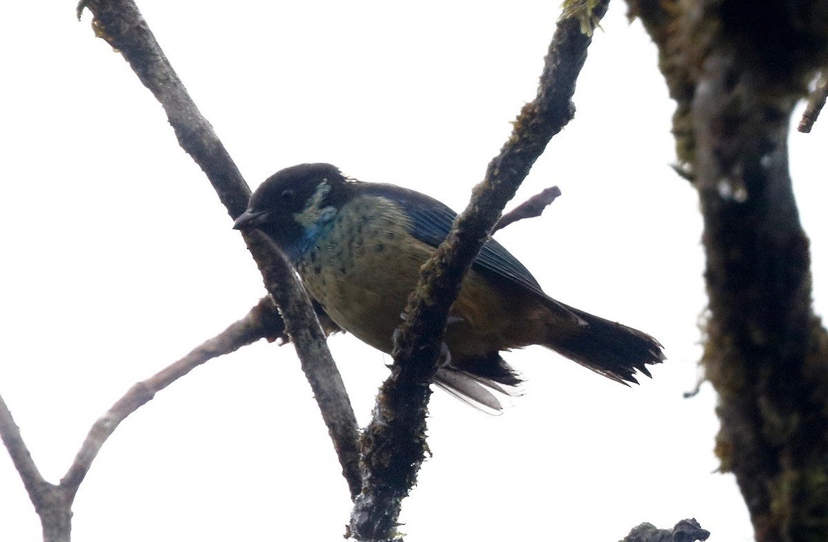 Green-naped Tanager - Timo Mitzen