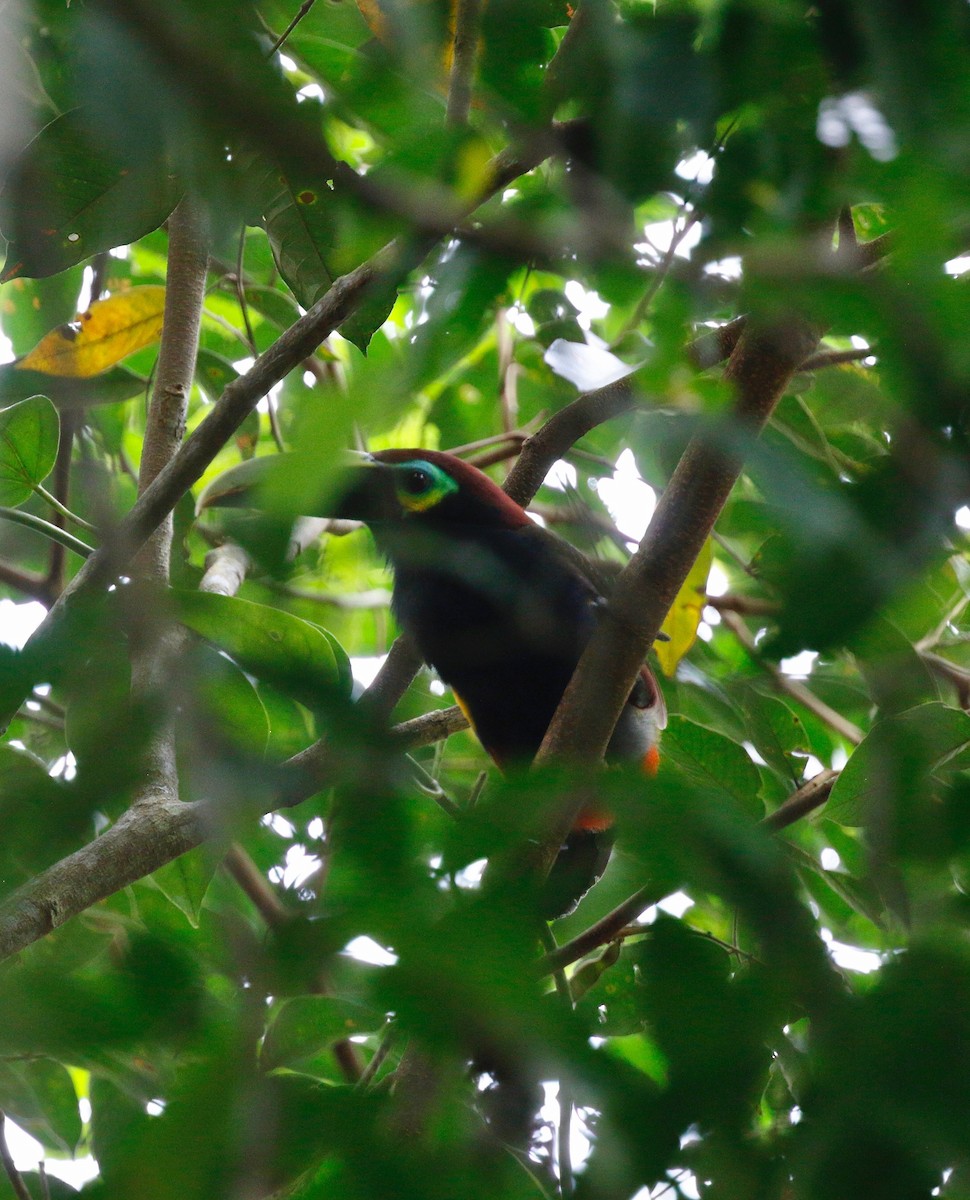 Yellow-eared Toucanet - Timo Mitzen