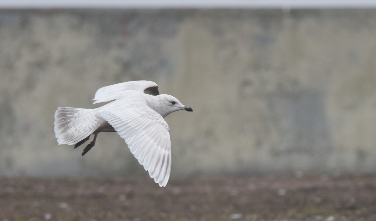 Iceland Gull - ML91912961