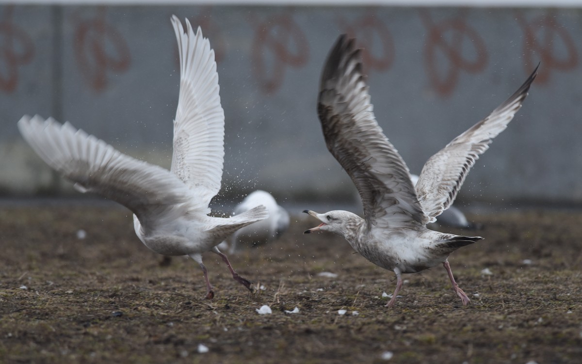 Iceland Gull - ML91912971