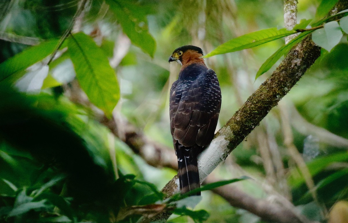 Gray-bellied Hawk - Timo Mitzen