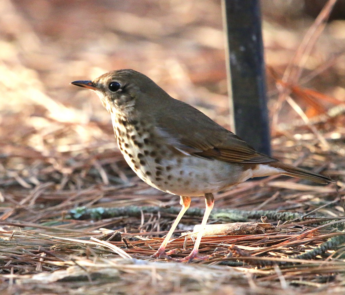 Hermit Thrush - ML91916981