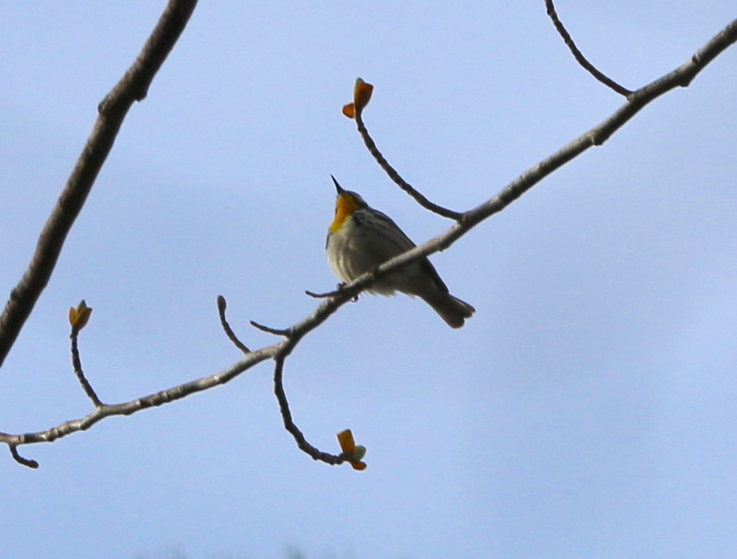 Paruline à gorge jaune - ML91917111