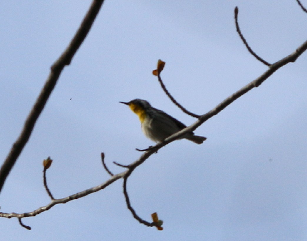 Paruline à gorge jaune - ML91917151