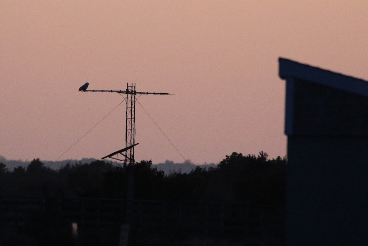 Snowy Owl - ML91917601