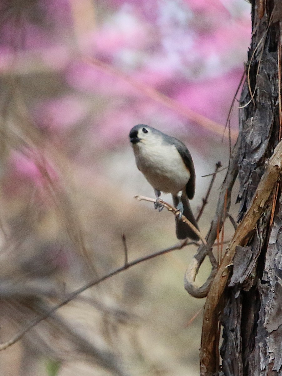 Tufted Titmouse - ML91918131