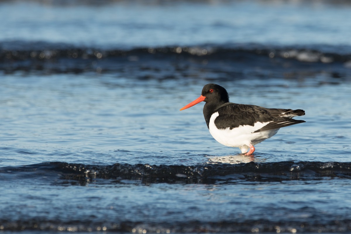 Алаг хясаач - ML91920001