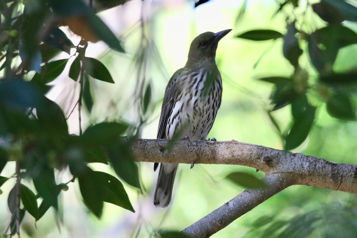 Australasian Figbird - ML91921661