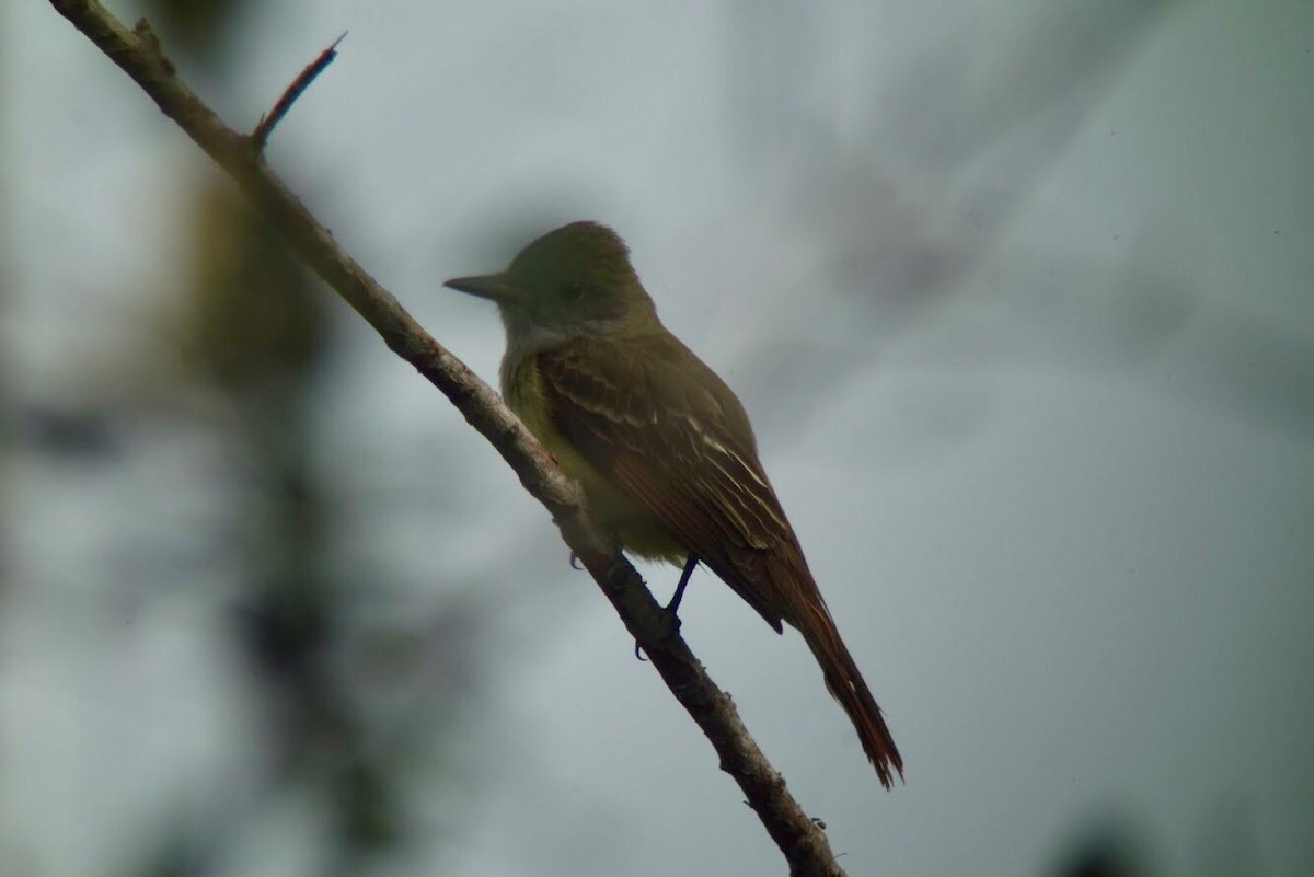 Great Crested Flycatcher - ML91922231