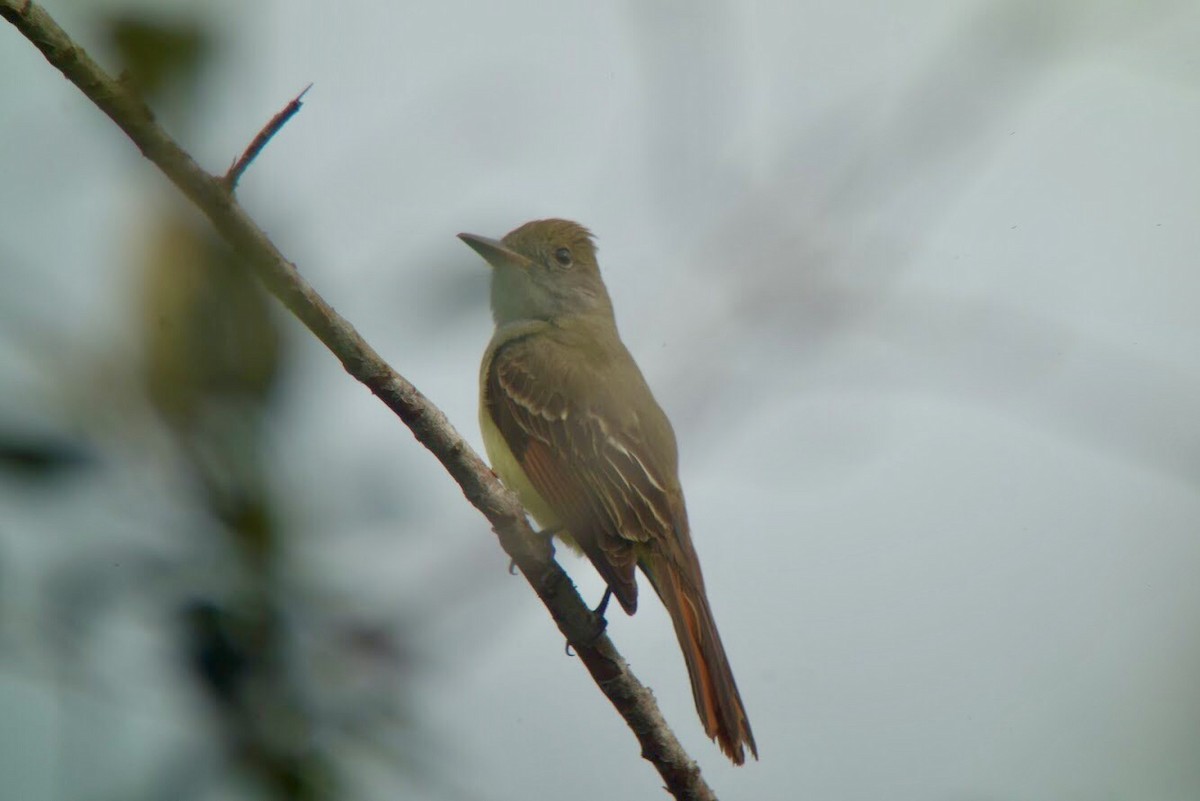 Great Crested Flycatcher - ML91922321
